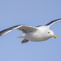 Western Gull-05
