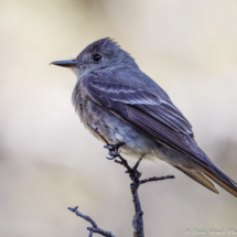 Western Wood-pewee-01