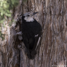 White-headed Woodpecker-01