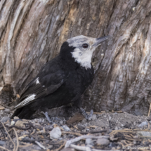 White-headed Woodpecker-05
