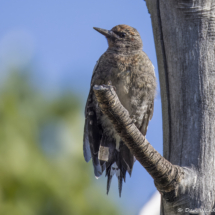 Williamson's Sapsucker-01