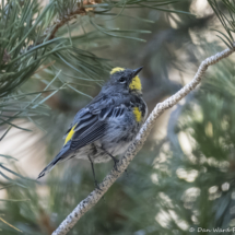 Yellow-rumped Warbler-03